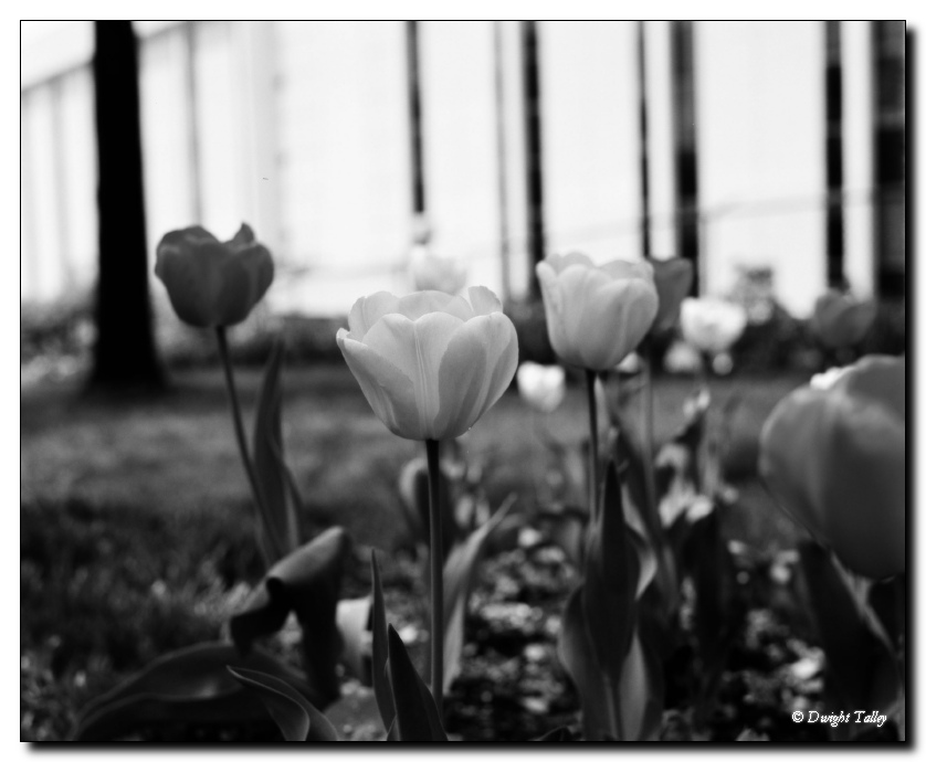 tulup b&w03